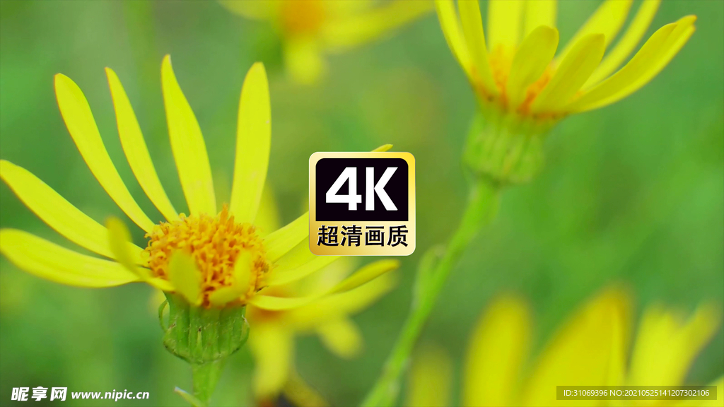 近焦野花花蕊特写视频素材