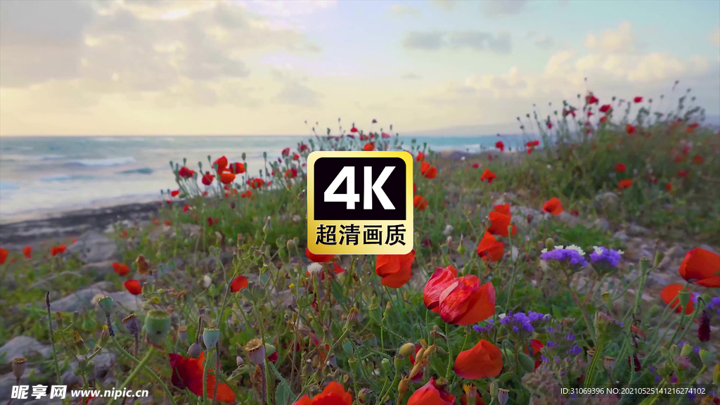 大海边五颜六色的花朵