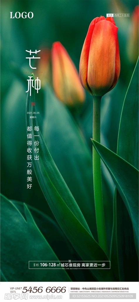 芒种