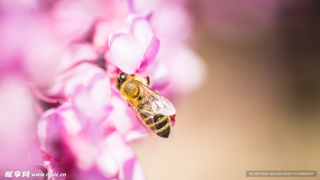 蜜蜂