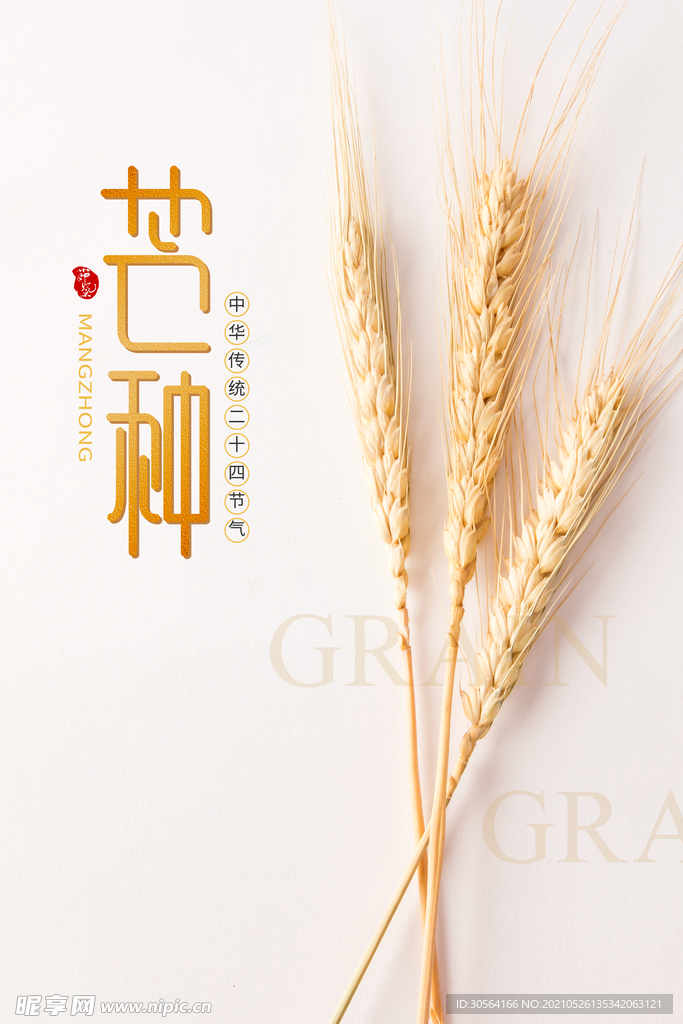 芒种节气传统活动宣传海报素材