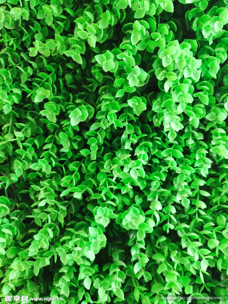 塑料植物