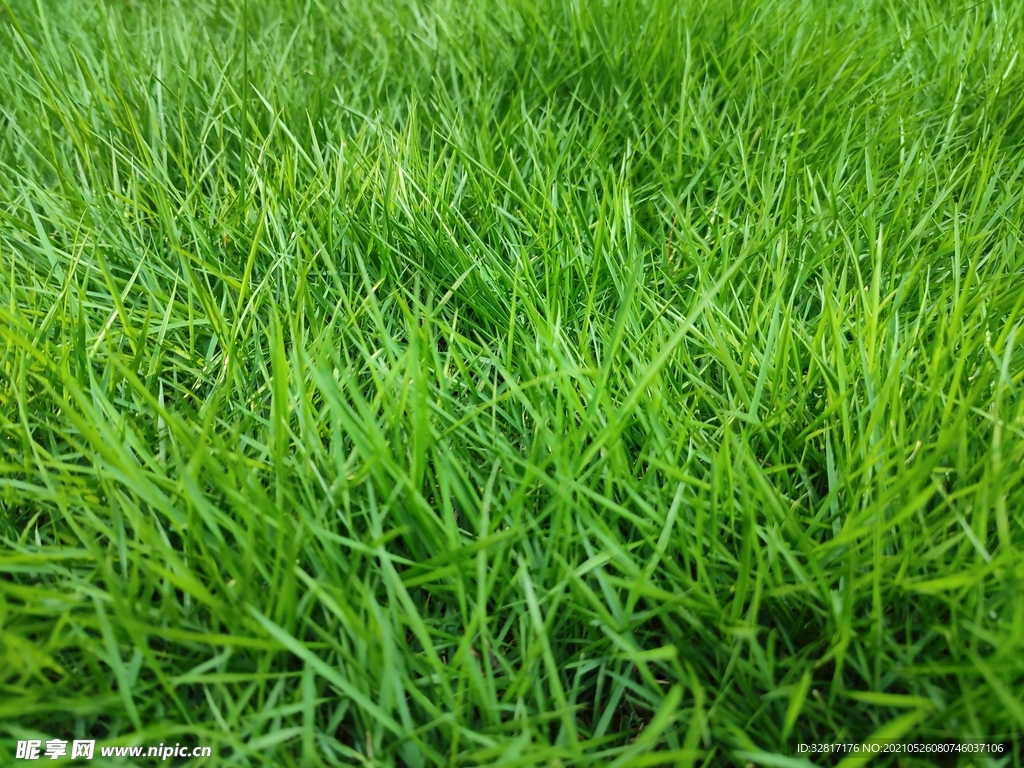 小草