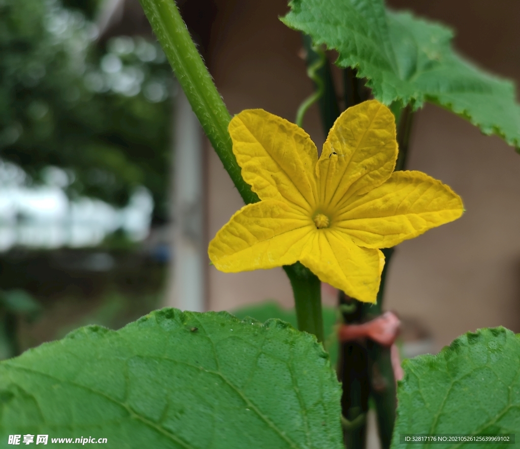 青瓜花