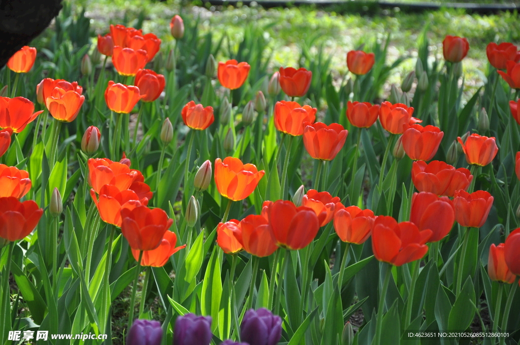 北京植物园的郁金香