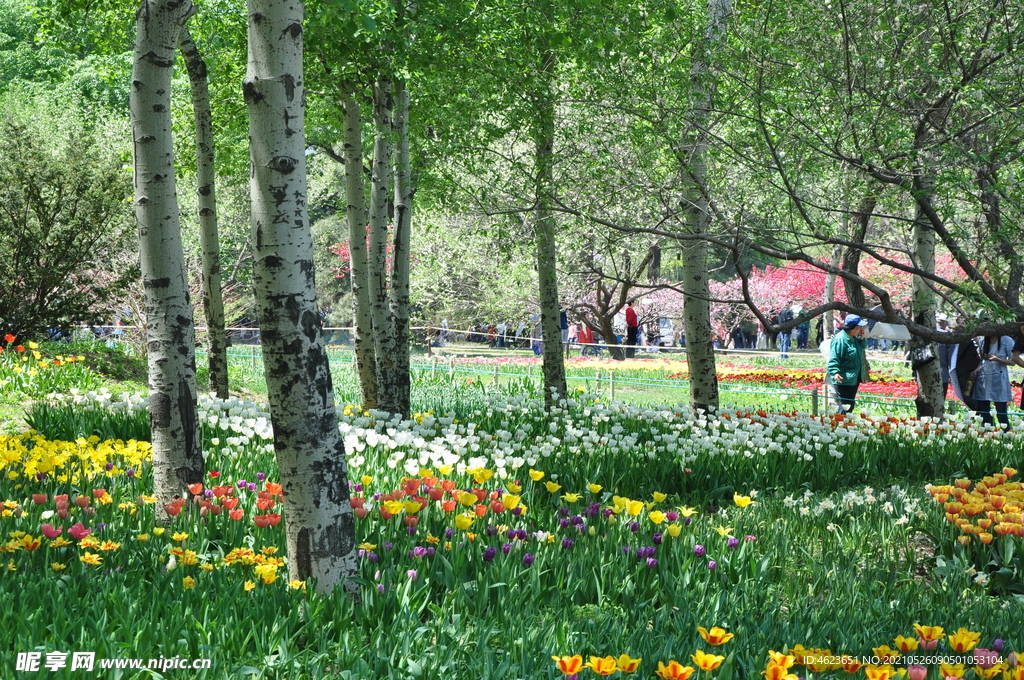 北京植物园郁金香花展