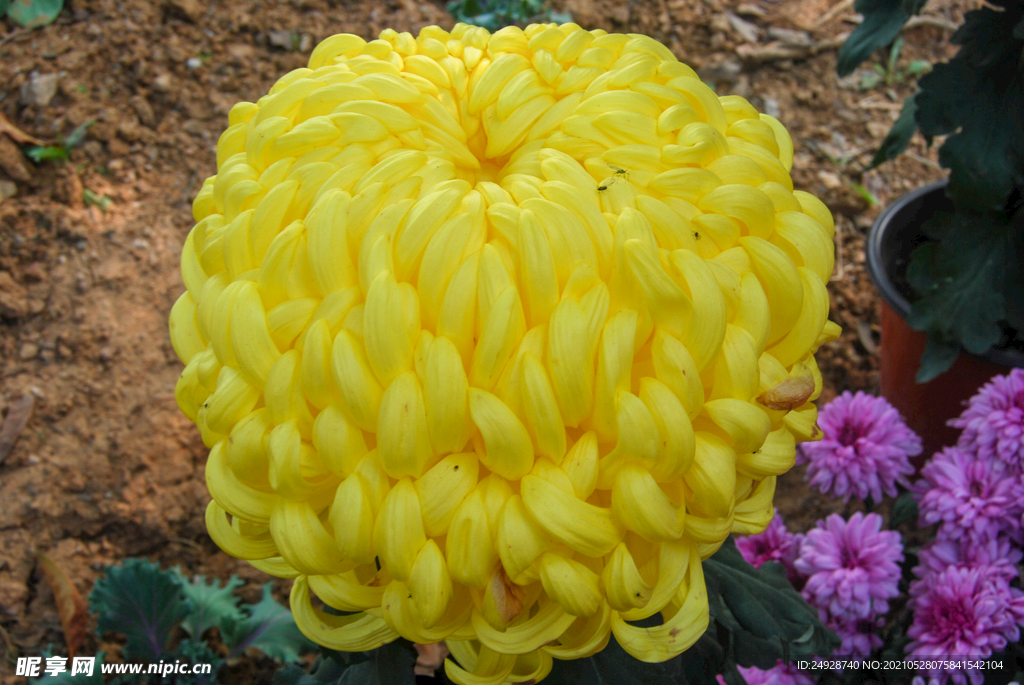 菊花