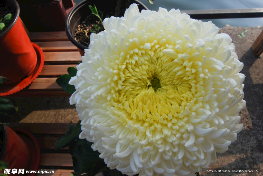 菊花