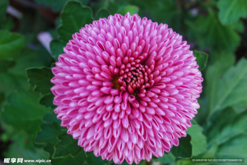 菊花