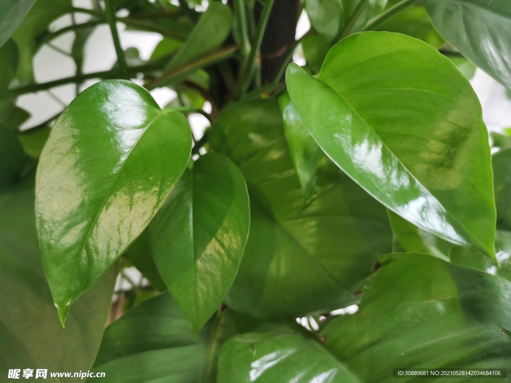 植物绿萝