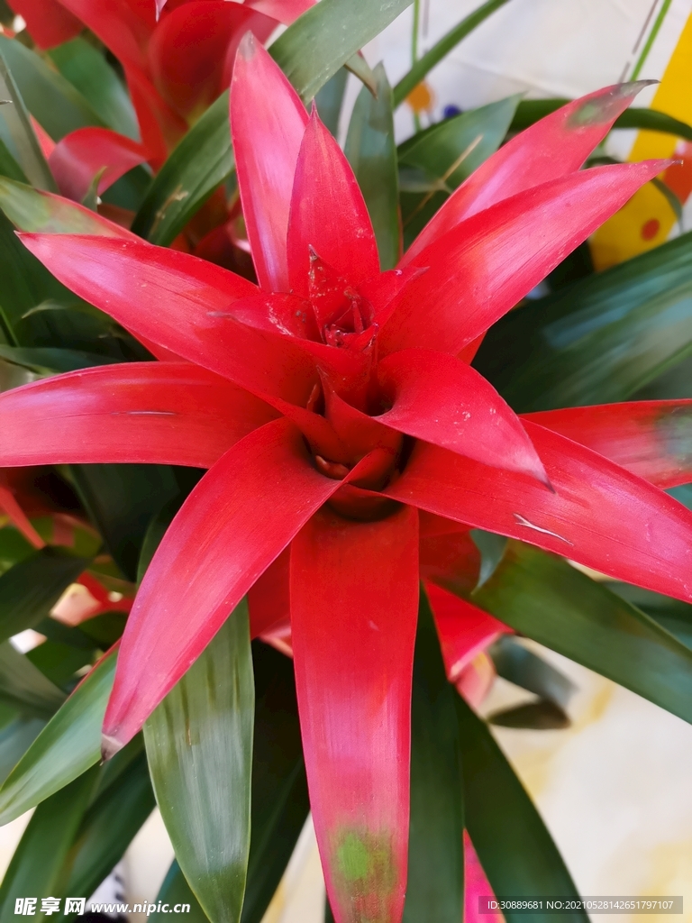 红色花