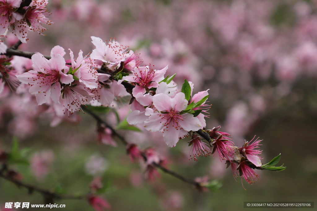 桃花