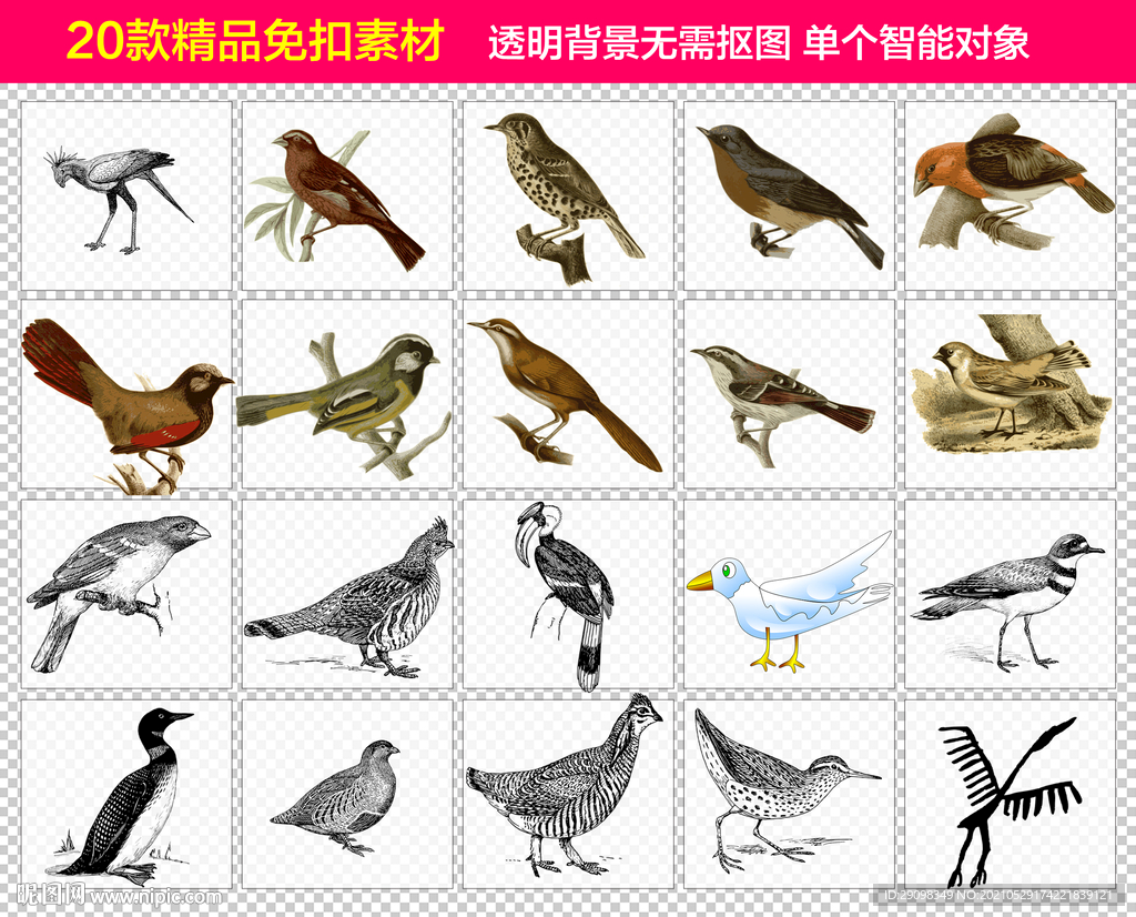 鸟免抠素材