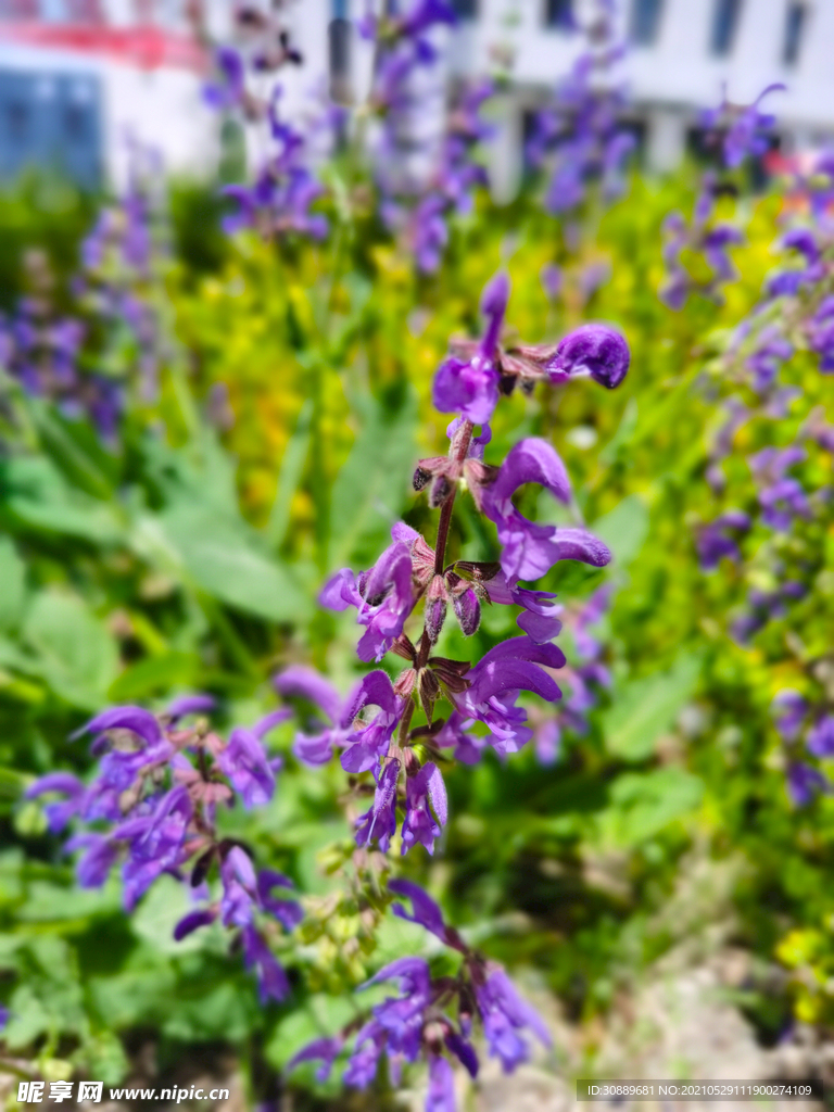紫花