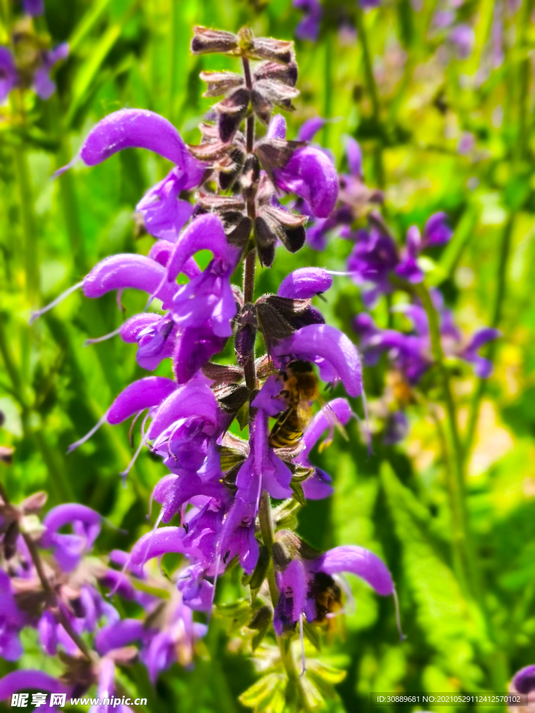 紫花