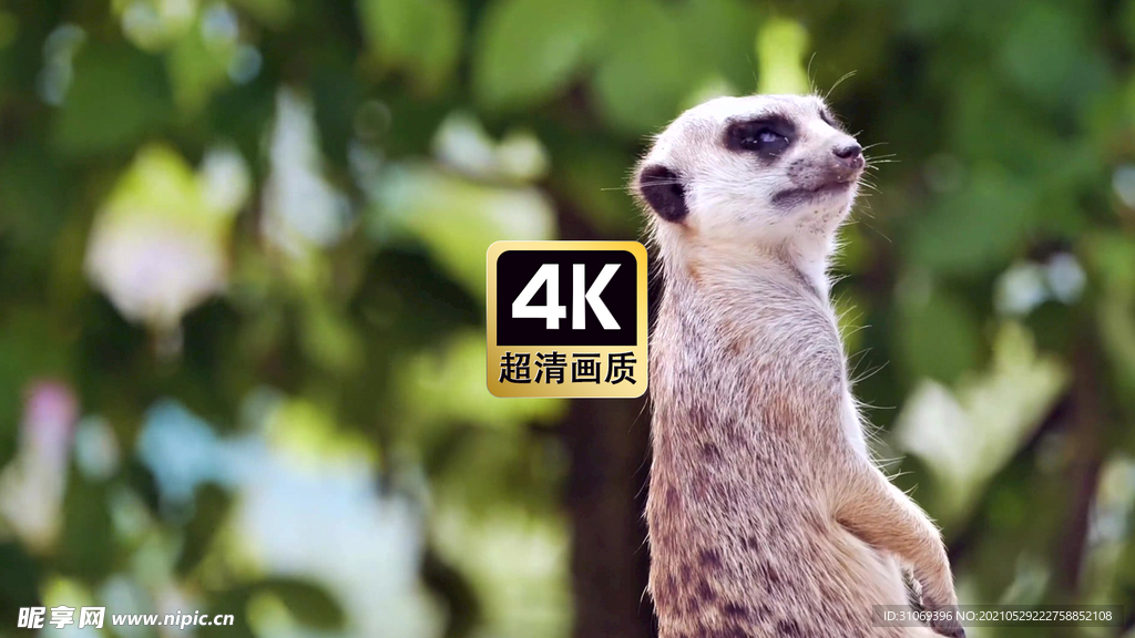 动物素材站岗放哨的蜜獾