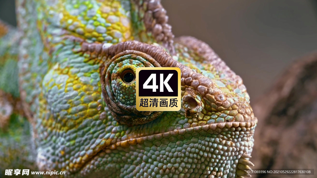 动物素材特写变色龙