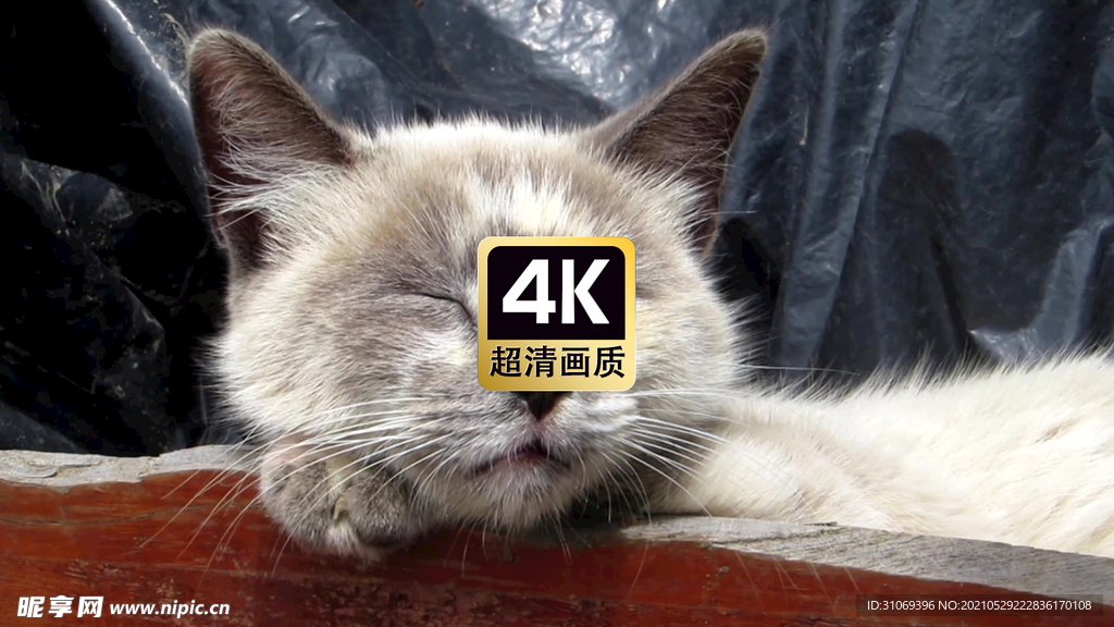 动物素材睡着的猫