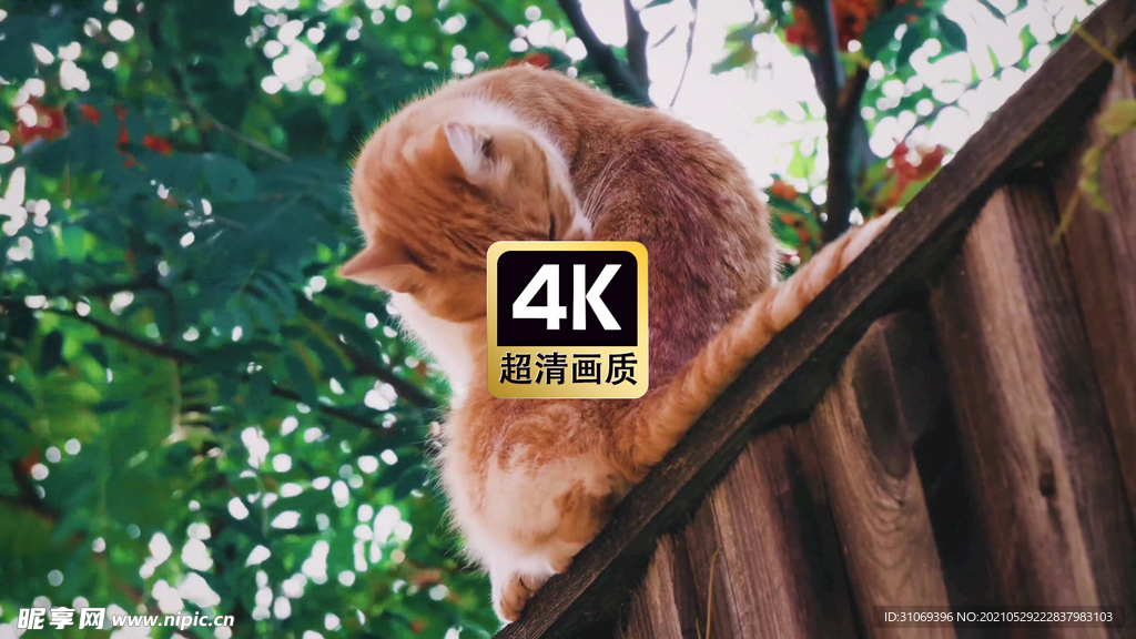 动物素材树荫下梳理毛发的猫