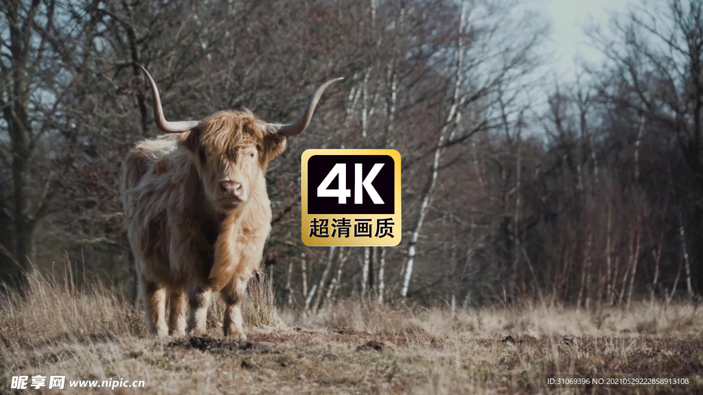 动物素材树林中觅食的牦牛