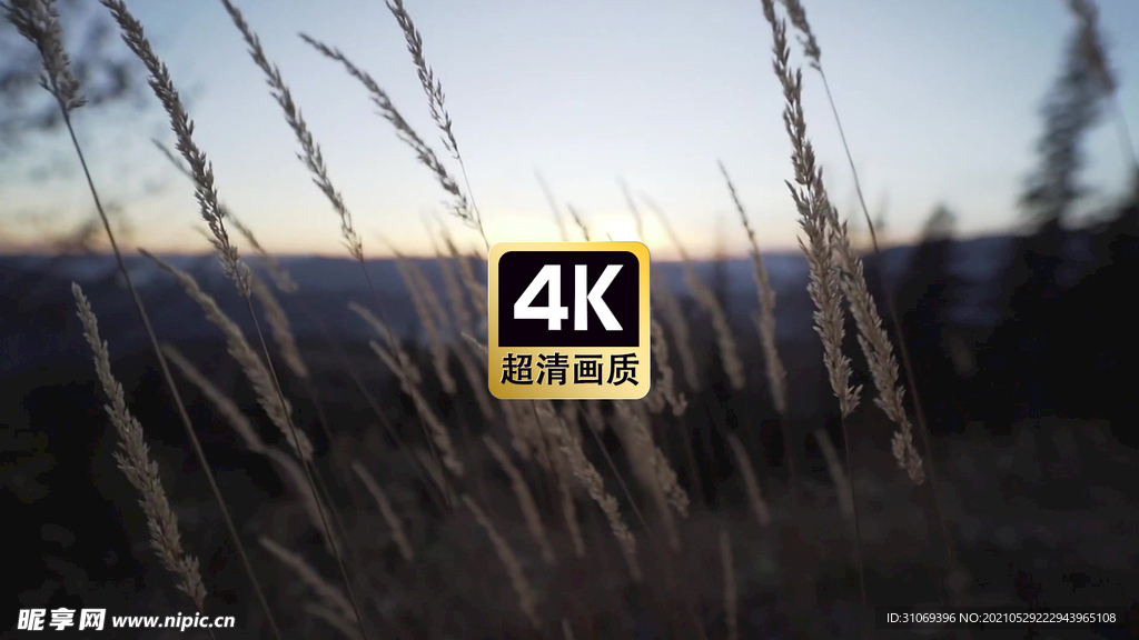 短视频素材风中麦穗特色