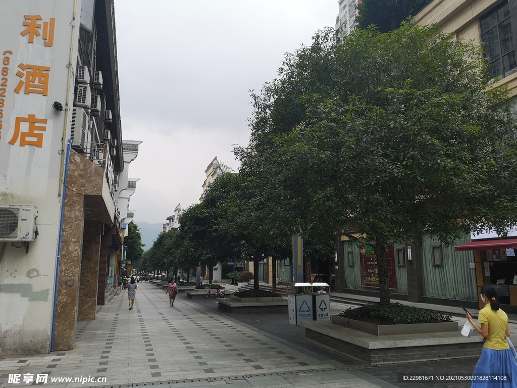 嘉陵风情街景观树