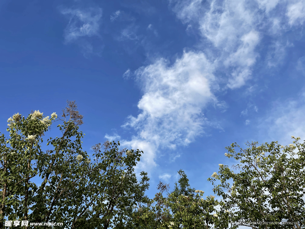 天空 树