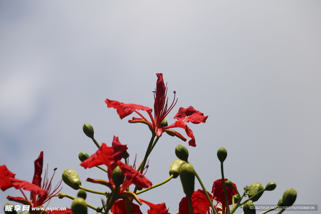 凤凰花