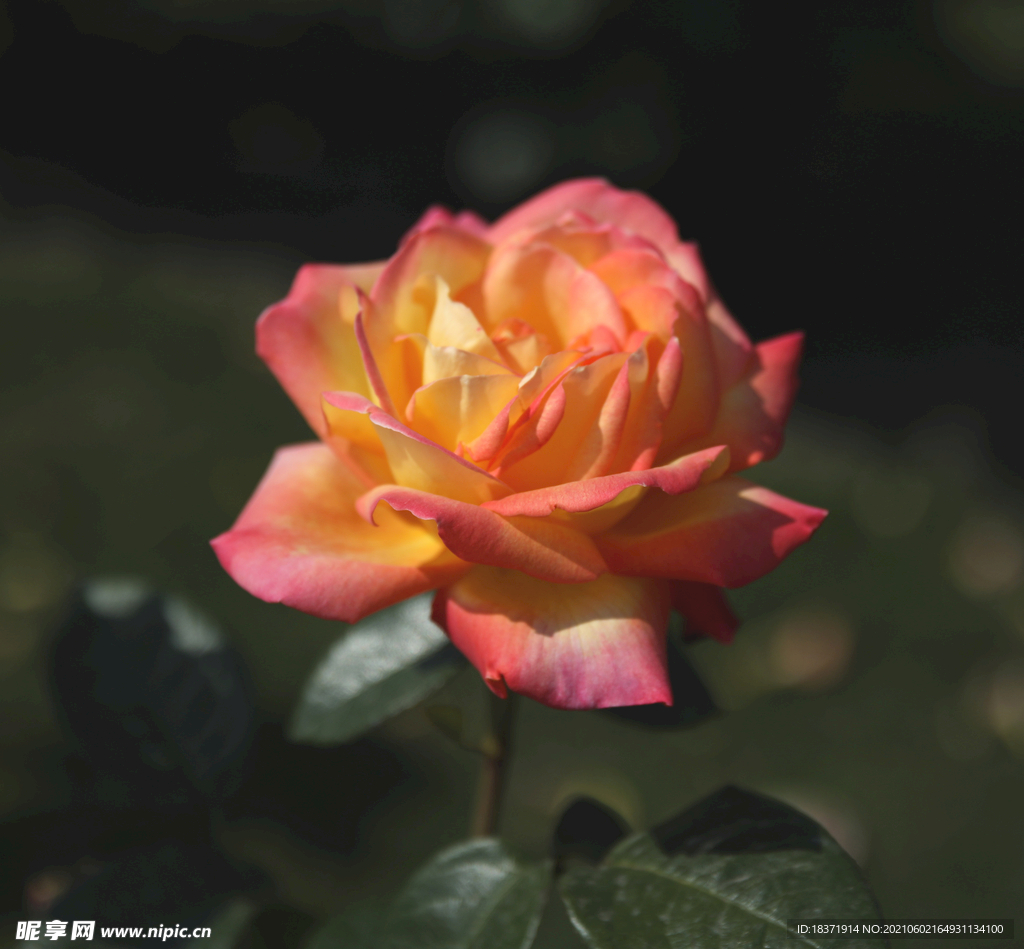 月季花