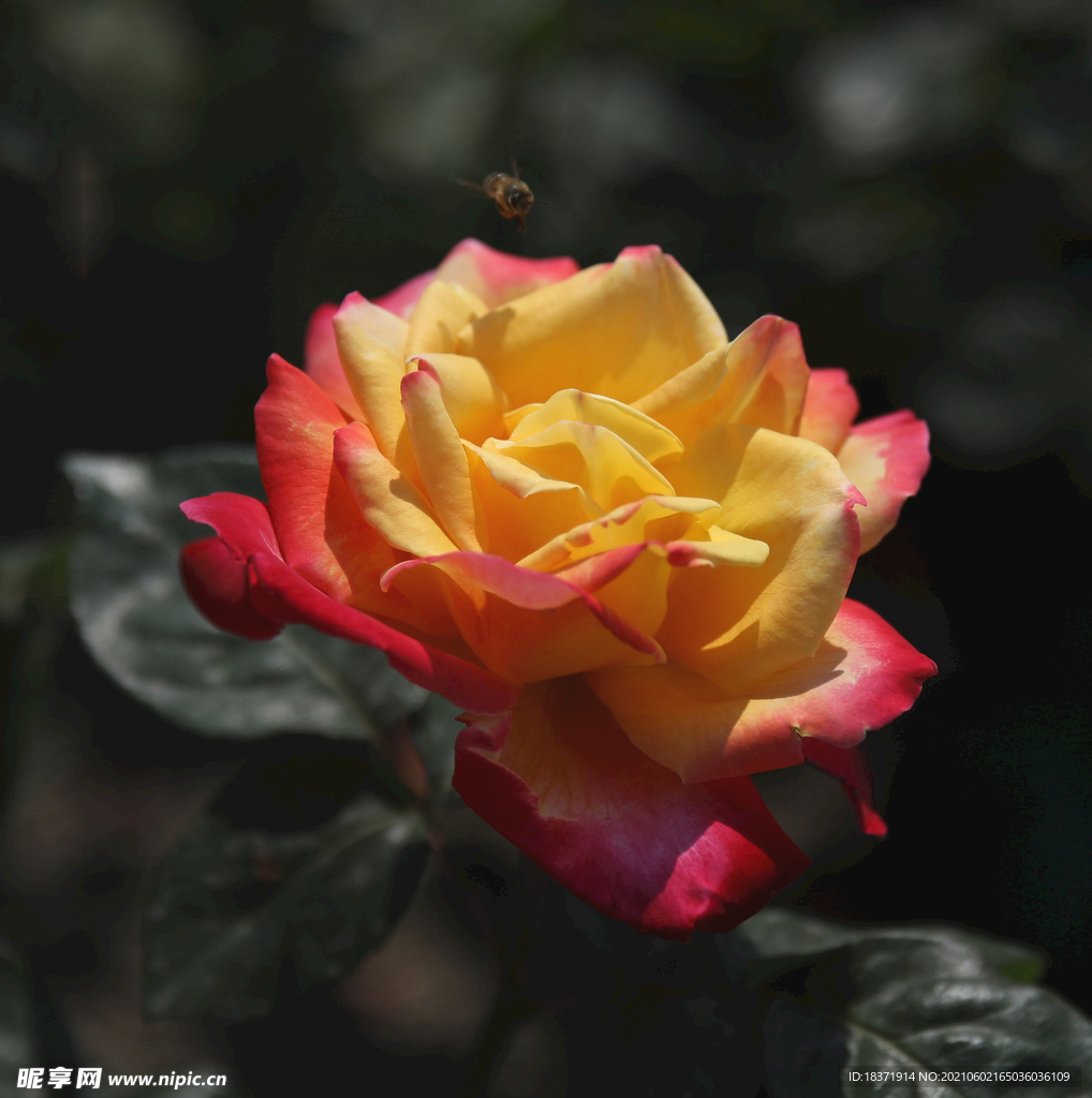 月季花