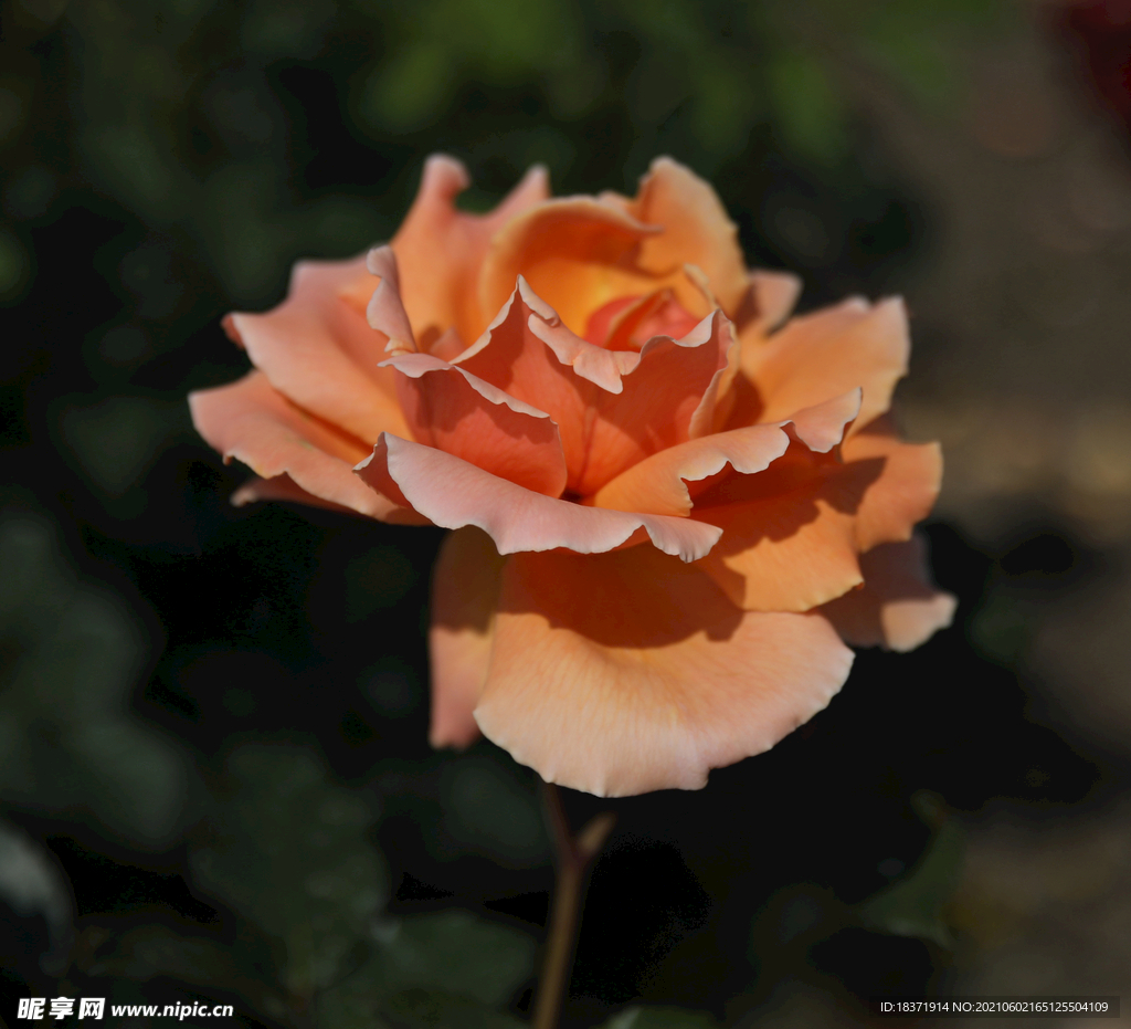 月季花
