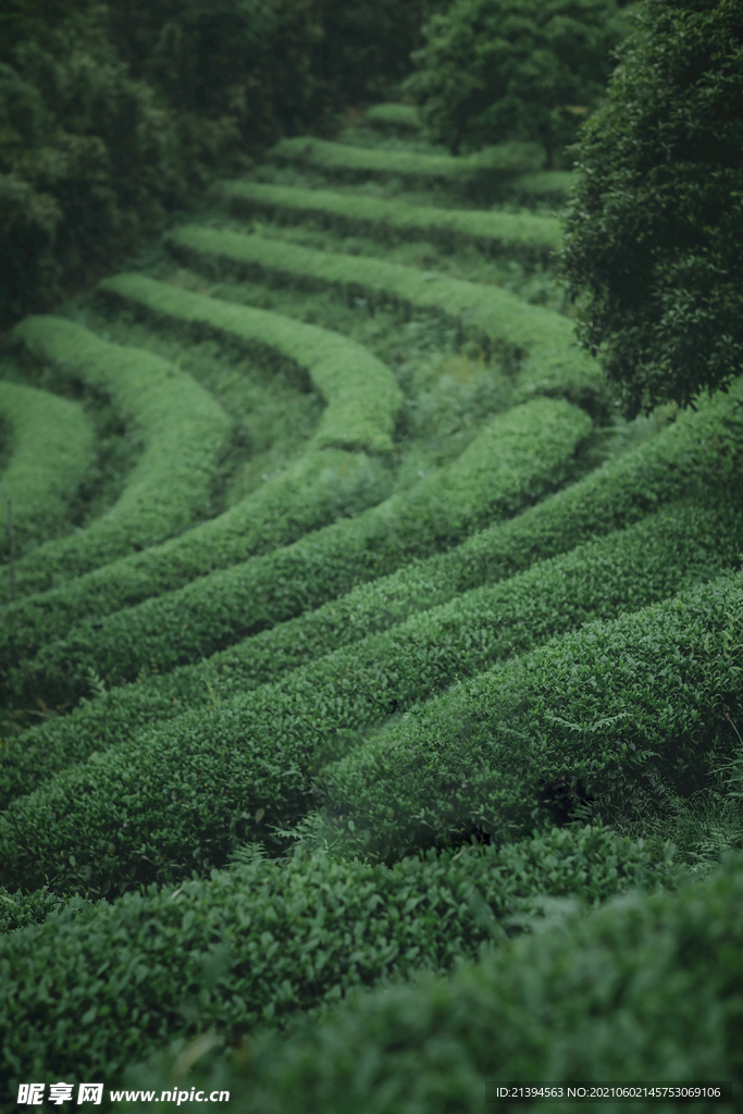 茶园照片