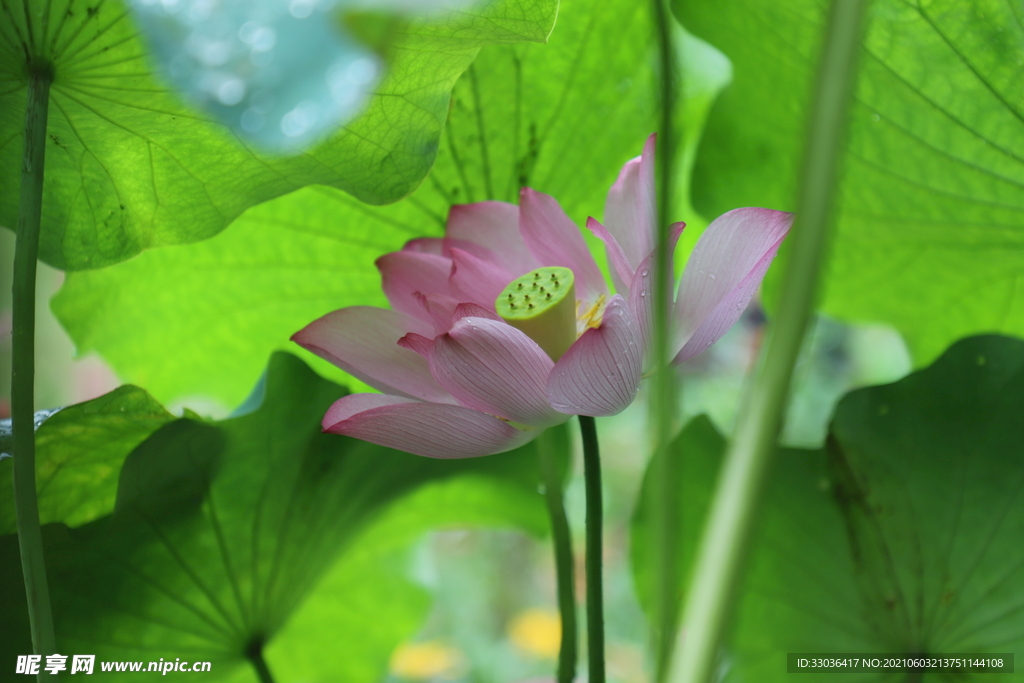 荷花
