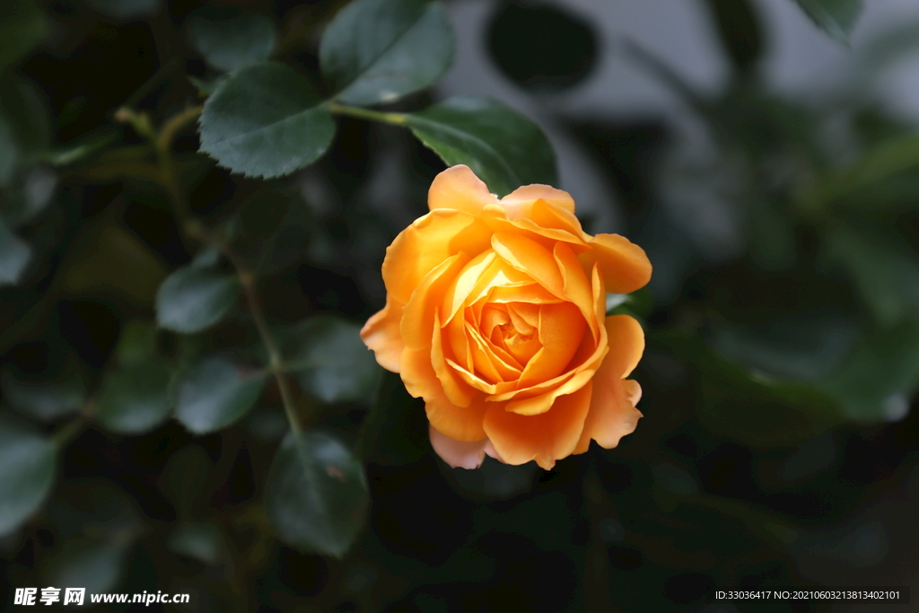 蜂蜜焦糖