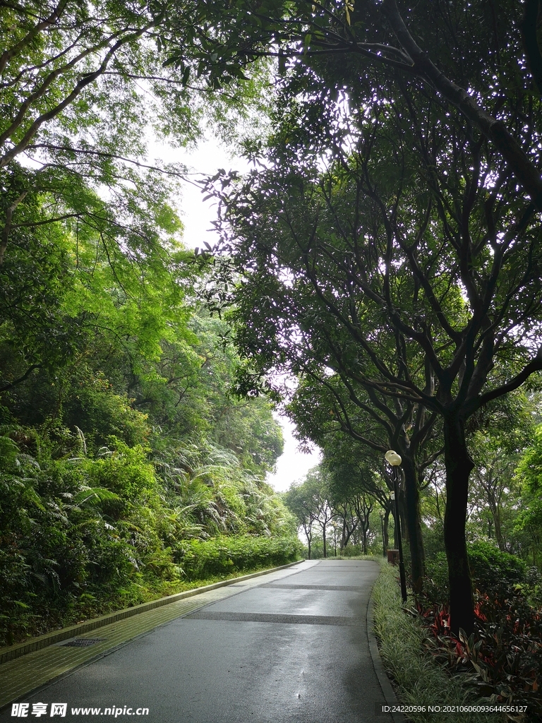 林荫道