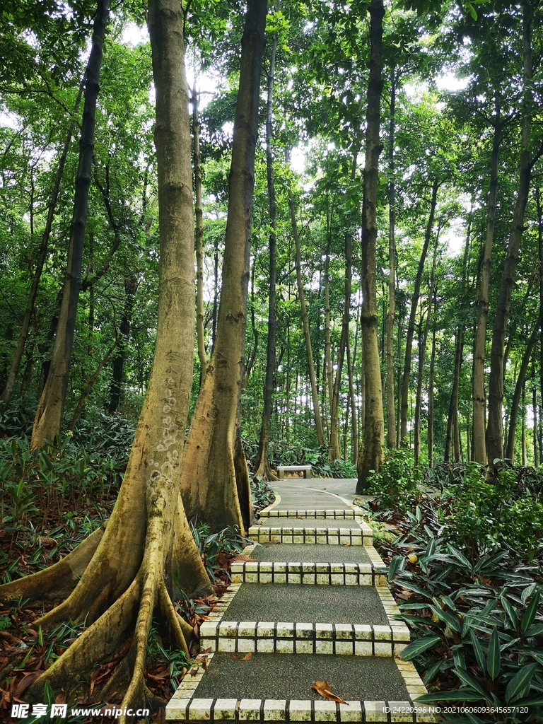 树林和道路