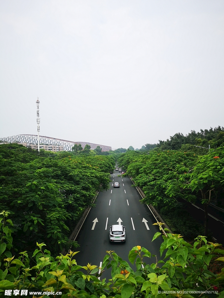 树林和道路