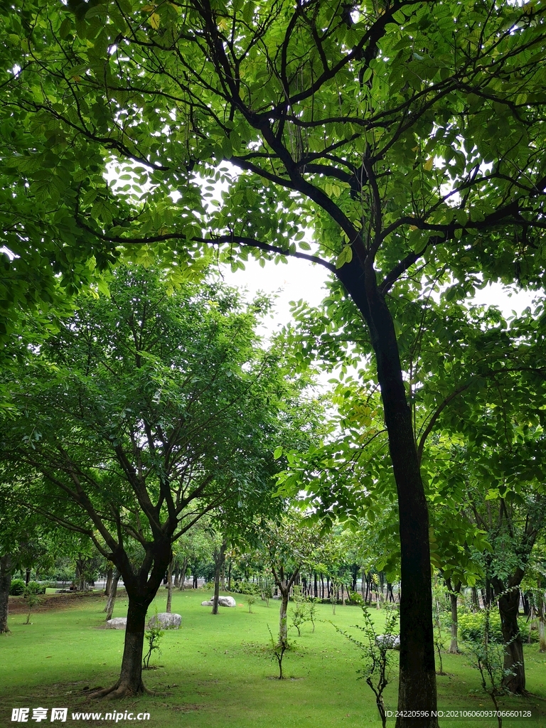 树林