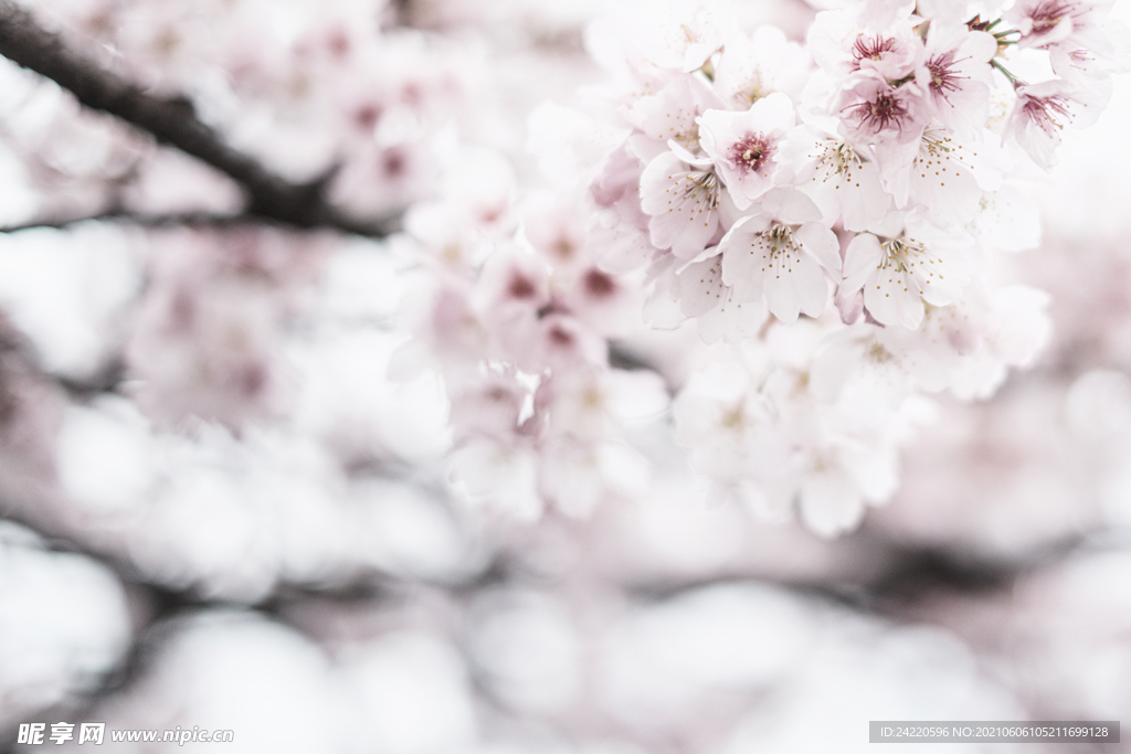 樱花