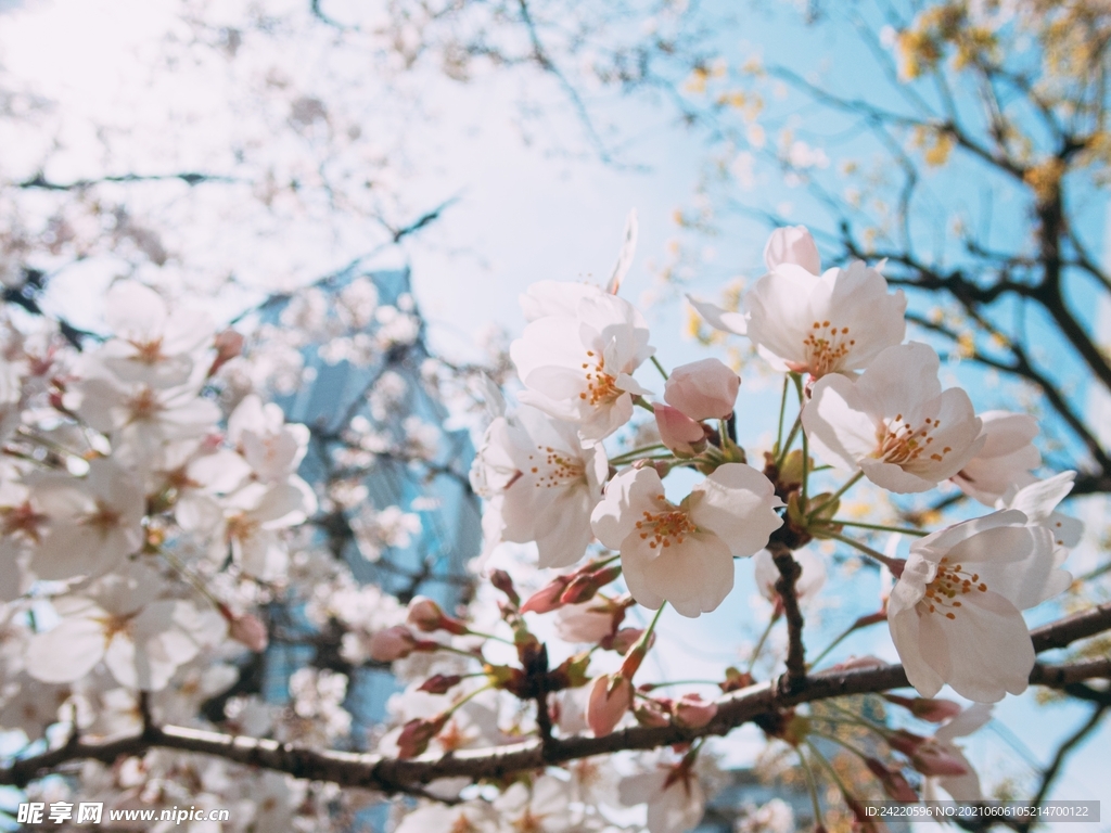 樱花