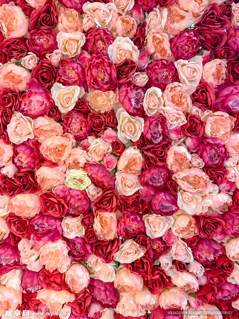 玫瑰花