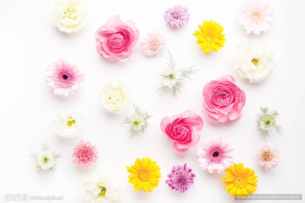 玫瑰花