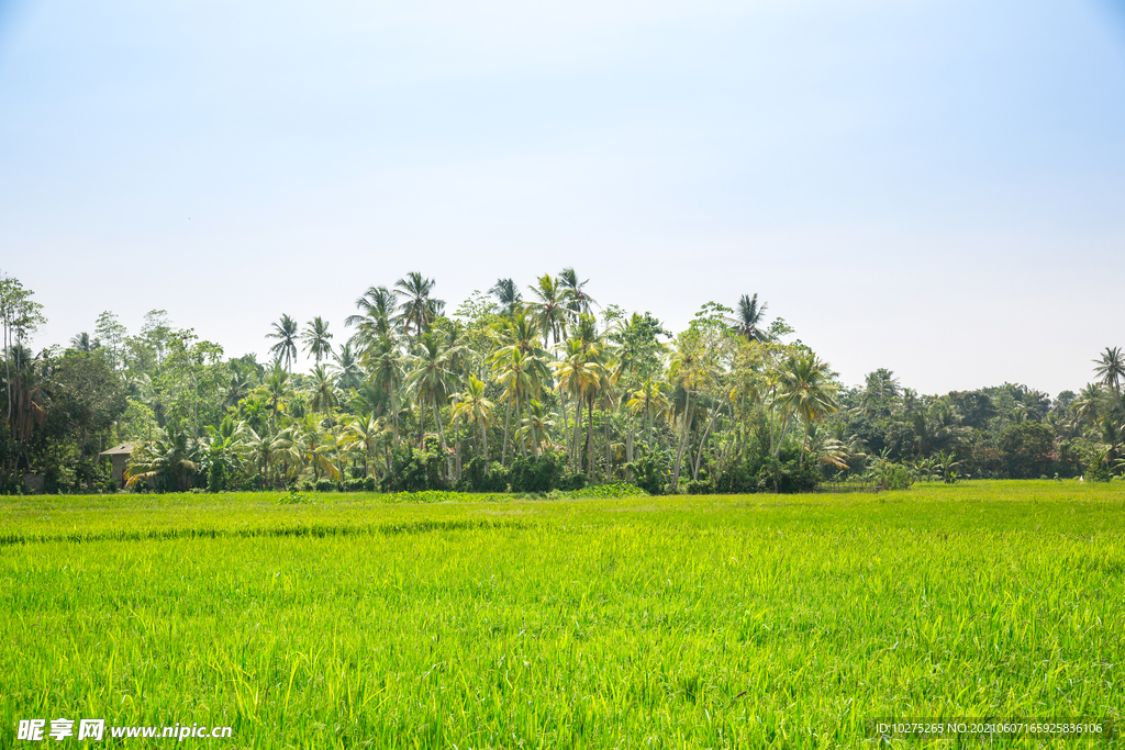 热带地貌的深丛林森
