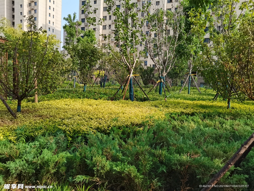 辛集公园首府小区园林绿化景观