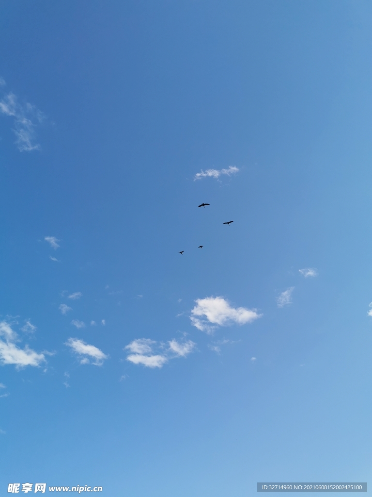 天空中的大水鸟