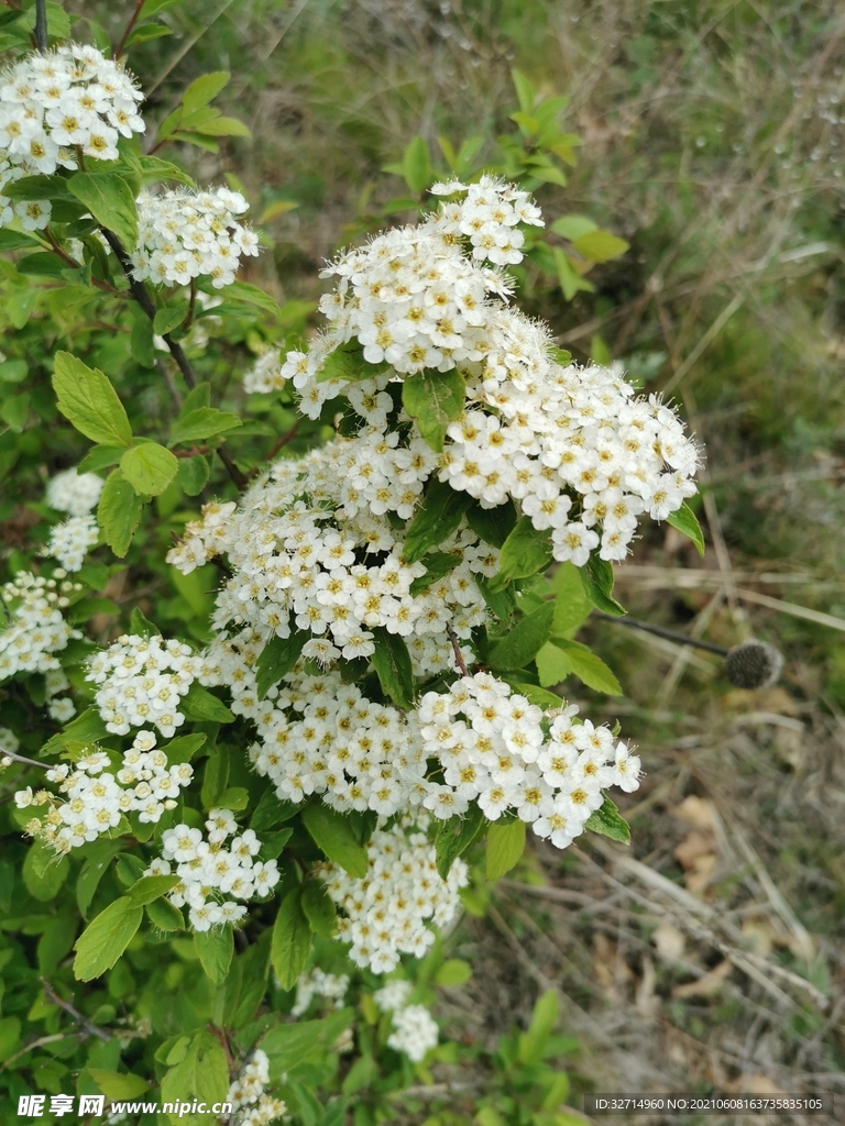绣线菊花丛