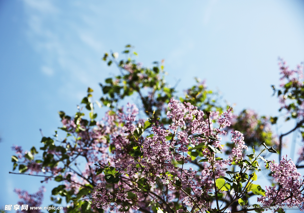 丁香花