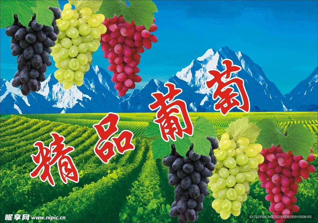精品葡萄