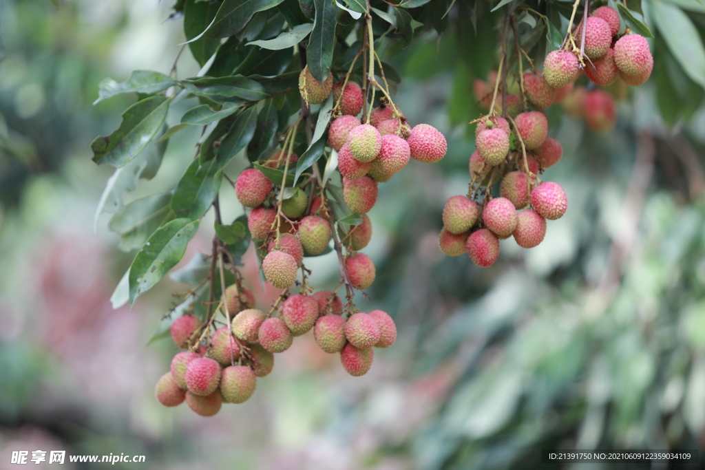  荔枝 果实 水果