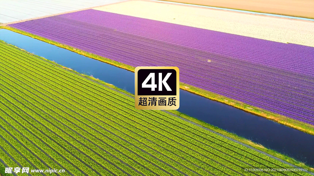 航拍素材郁金香花田